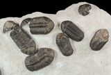 Wide Austerops Trilobite Mortality Plate - Jorf #58934-1